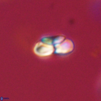 Heliolithus nefroeidis 69348