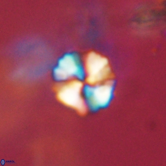 Heliolithus nefroeidis 69349