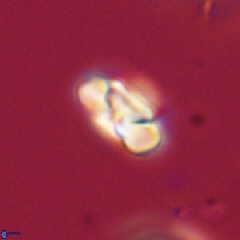 Heliolithus nefroeidis 69341