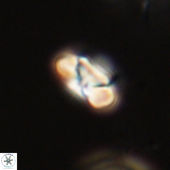 Heliolithus nefroeidis 69342