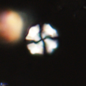 Heliolithus nefroeidis 69354