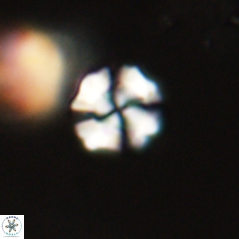 Heliolithus nefroeidis 69354