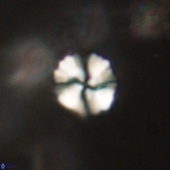 Heliolithus nefroeidis 69350