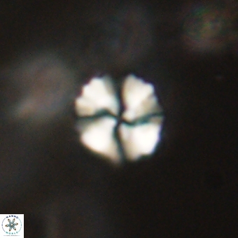 Heliolithus nefroeidis 69350