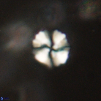 Heliolithus nefroeidis 69351