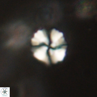 Heliolithus nefroeidis 69351