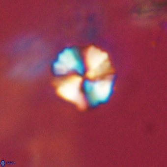 Heliolithus nefroeidis 69352