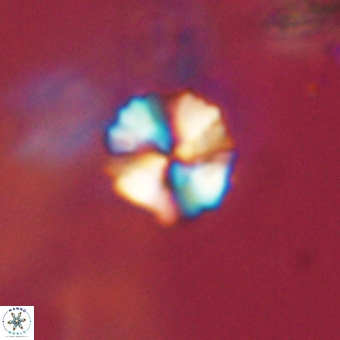Heliolithus nefroeidis 69352