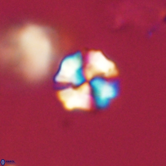 Heliolithus nefroeidis 69353