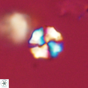 Heliolithus nefroeidis 69353