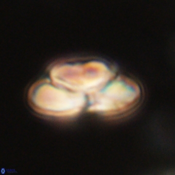 Heliolithus nefroeidis 69545