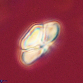 Heliolithus nefroeidis 69547