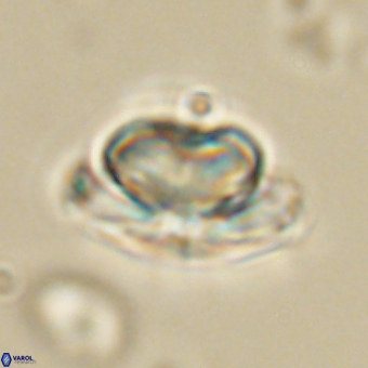 Heliolithus nefroeidis 69554