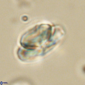 Heliolithus nefroeidis 69555