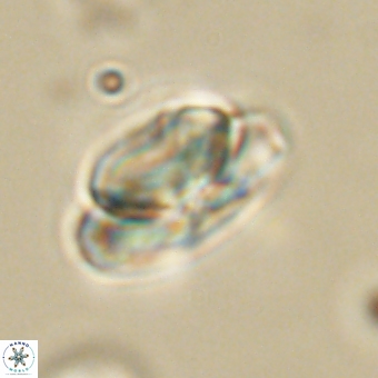 Heliolithus nefroeidis 69555