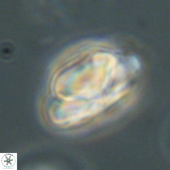 Heliolithus nefroeidis 69556