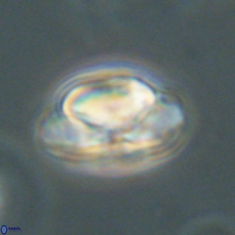 Heliolithus nefroeidis 69557