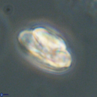 Heliolithus nefroeidis 69558