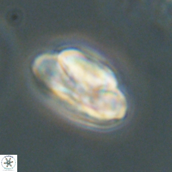 Heliolithus nefroeidis 69558