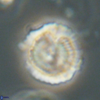 Heliolithus nefroeidis 69559