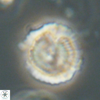 Heliolithus nefroeidis 69559