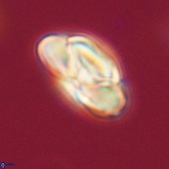 Heliolithus nefroeidis 69550