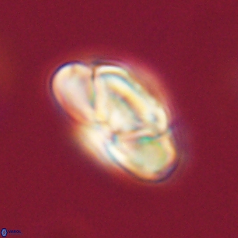 Heliolithus nefroeidis 69551