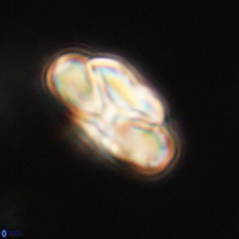 Heliolithus nefroeidis 69552