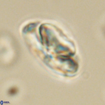 Heliolithus nefroeidis 69553