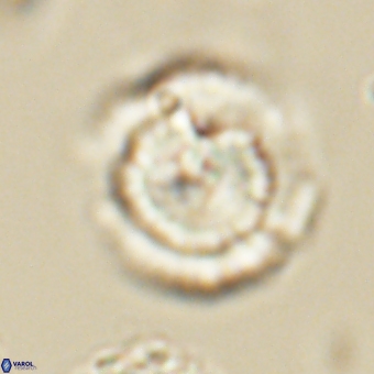 Heliolithus nefroeidis 69564