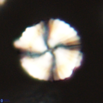 Heliolithus nefroeidis 69565