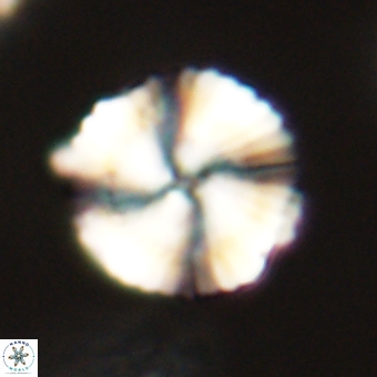Heliolithus nefroeidis 69565