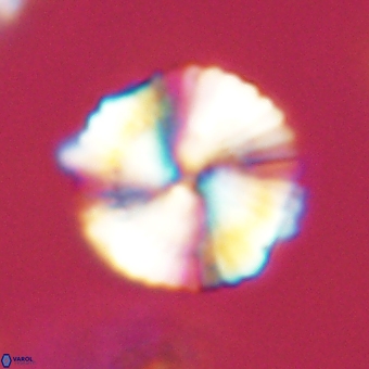 Heliolithus nefroeidis 69566