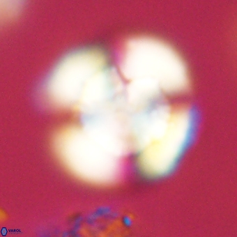 Heliolithus nefroeidis 69567