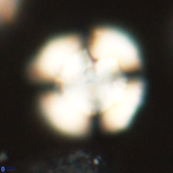 Heliolithus nefroeidis 69568