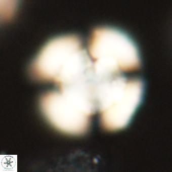 Heliolithus nefroeidis 69568