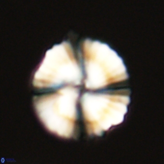 Heliolithus nefroeidis 69569