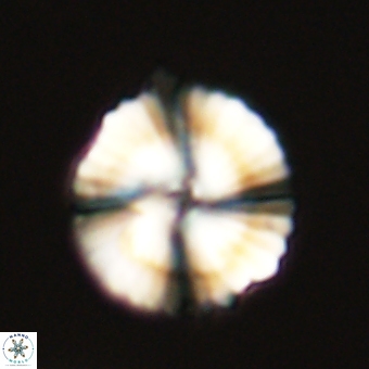 Heliolithus nefroeidis 69569