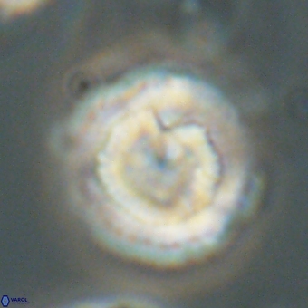 Heliolithus nefroeidis 69560