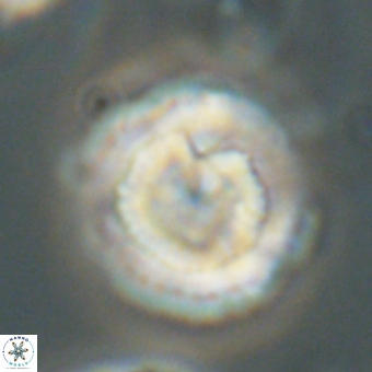 Heliolithus nefroeidis 69560