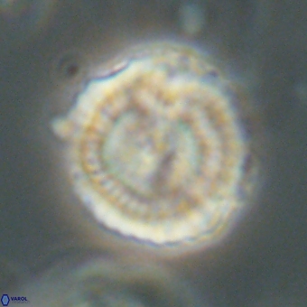 Heliolithus nefroeidis 69561