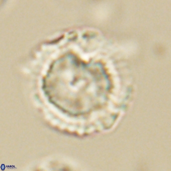 Heliolithus nefroeidis 69562