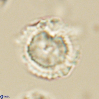 Heliolithus nefroeidis 69563