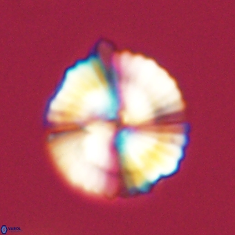 Heliolithus nefroeidis 69570