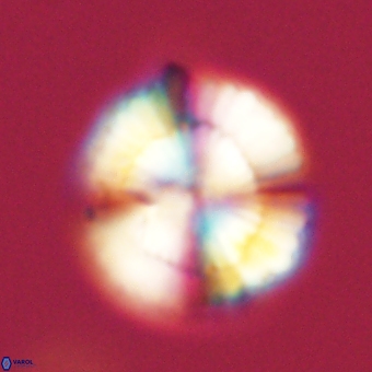 Heliolithus nefroeidis 69571