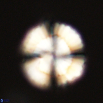 Heliolithus nefroeidis 69572