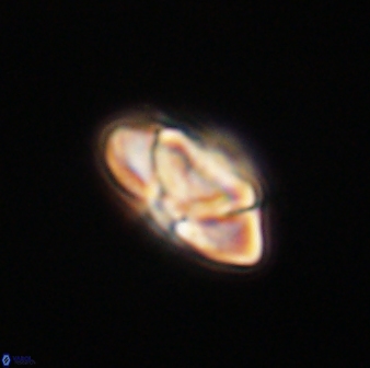 Heliolithus nefroeidis 61694