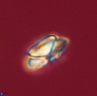 Heliolithus nefroeidis 61696