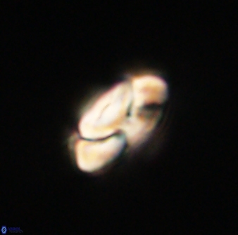 Heliolithus nefroeidis 61693