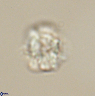 Heliolithus nefroeidis 61704